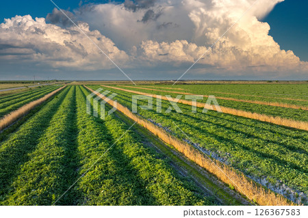 Farmland landscape in summer season with growing crops. Agricultural cultivated field. Farming and agriculture industry 126367583