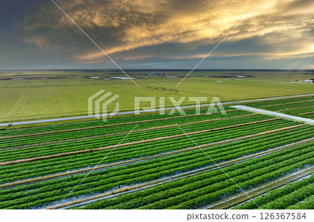 Farmland landscape in summer season with growing crops. Agricultural cultivated field. Farming and agriculture industry 126367584
