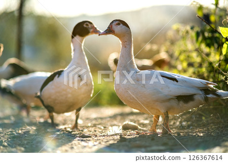 Ducks feed on traditional rural barnyard. Detail of a duck head. Close up of waterbird standing on barn yard. Free range poultry farming concept. Ducks feed on traditional rural barnyard. Detail of a duck head. Close up of waterbird standing on barn yard. Free range poultry farming concept. 126367614