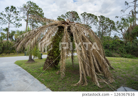 Dry dead palm tree on Florida home backyard 126367616