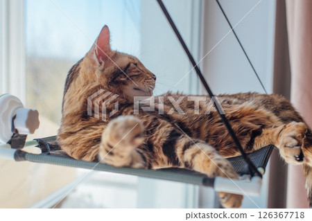 Cute little bengal kitty cat laying on the cat's window bed watching on the room. Cute little bengal kitty cat laying on the cat's window bed watching on the room. 126367718