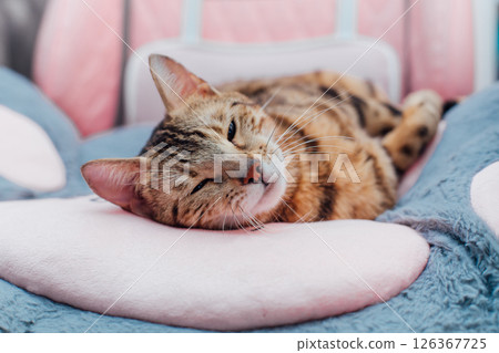 Close up little bengal kitty laying the pink game armchair Close up little bengal kitty laying the pink game armchair 126367725