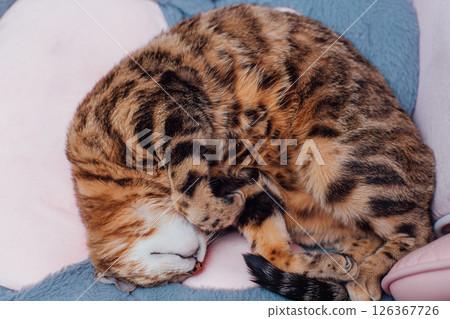 Close up little bengal kitty laying the pink game armchair 126367726
