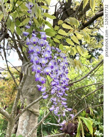 Wisteria flowers exuding nobility 126367732