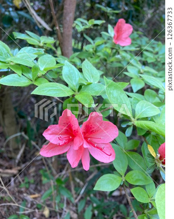 Lovely azalea flowers 126367733