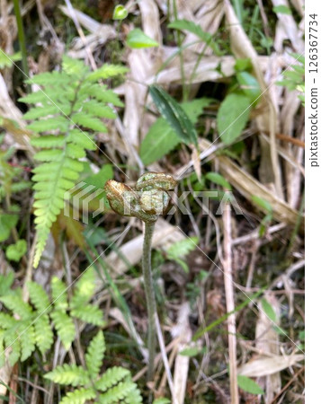 delicious bracken 126367734