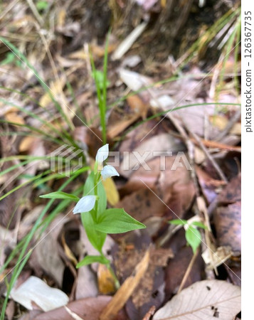 Silver orchid flowers blooming quietly in the mountains Silver orchid flowers blooming quietly in the mountains 126367735