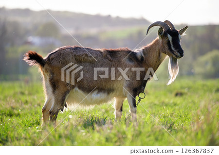 Domestic milk goat with long beard and horns grazing on green farm pasture on summer day. Feeding of cattle on farmland grassland Domestic milk goat with long beard and horns grazing on green farm pasture on summer day. Feeding of cattle on farmland grassland 126367837