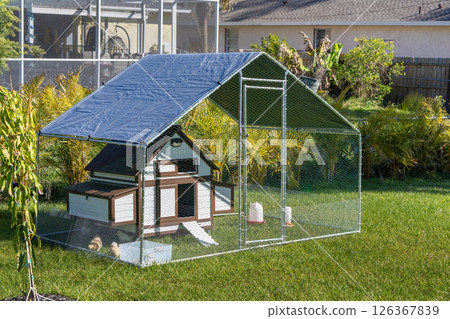 Domestic chicken in small backyard chicken coop. Silkie chicks sustainably raised in free range conditions 126367839
