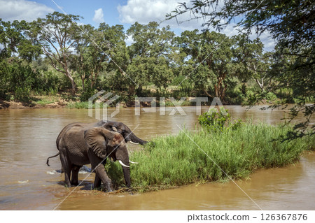 Two African bush elephants eating green grass in middle of a river in Kruger National park, South Africa ; Specie Loxodonta africana family of Elephantidae Two African bush elephants eating green grass in middle of a river in Kruger National park, South Africa ; Specie Loxodonta africana family of Elephantidae 126367876