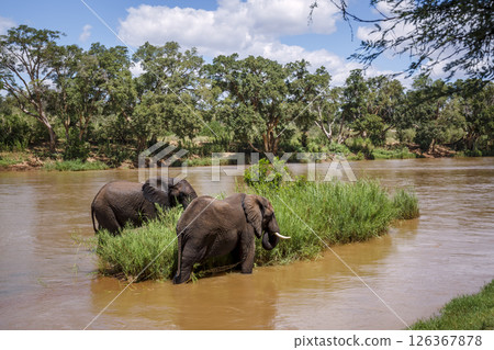 Two African bush elephants eating green grass in middle of a river in Kruger National park, South Africa ; Specie Loxodonta africana family of Elephantidae Two African bush elephants eating green grass in middle of a river in Kruger National park, South Africa ; Specie Loxodonta africana family of Elephantidae 126367878