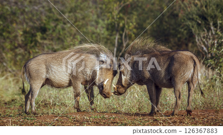 Two Common warthog fighting face to face in greater Kruger National park, South Africa ; Specie Phacochoerus africanus family of Suidae Two Common warthog fighting face to face in greater Kruger National park, South Africa ; Specie Phacochoerus africanus family of Suidae 126367883
