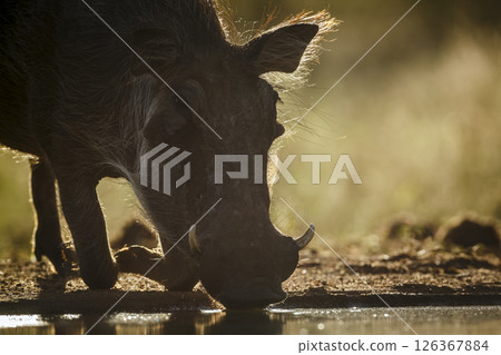 Common warthog portrait drinking in backlit in greater Kruger National park, South Africa ; Specie Phacochoerus africanus family of Suidae 126367884