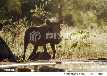 Common warthog walking backlit to waterhole in greater Kruger National park, South Africa ; Specie Phacochoerus africanus family of Suidae Common warthog walking backlit to waterhole in greater Kruger National park, South Africa ; Specie Phacochoerus africanus family of Suidae 126367885