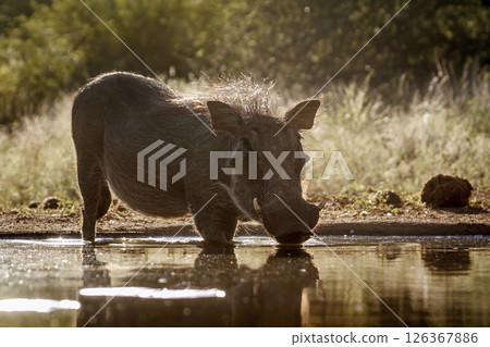 Common warthog drinking in waterhole front view backlit in greater Kruger National park, South Africa ; Specie Phacochoerus africanus family of Suidae Common warthog drinking in waterhole front view backlit in greater Kruger National park, South Africa ; Specie Phacochoerus africanus family of Suidae 126367886