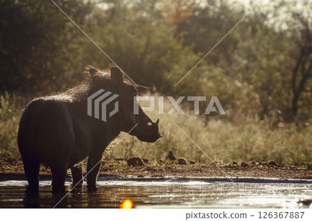 Common warthog in alert in waterhole rear view backlit in greater Kruger National park, South Africa ; Specie Phacochoerus africanus family of Suidae Common warthog in alert in waterhole rear view backlit in greater Kruger National park, South Africa ; Specie Phacochoerus africanus family of Suidae 126367887