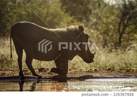 Common warthog drinking in waterhole side view backlit in greater Kruger National park, South Africa ; Specie Phacochoerus africanus family of Suidae Common warthog drinking in waterhole side view backlit in greater Kruger National park, South Africa ; Specie Phacochoerus africanus family of Suidae 126367888