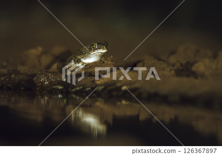 Eastern olive toad along waterhole at night in Greater Kruger National park, South Africa ; Specie Sclerophrys garmani family of Bufonidae Eastern olive toad along waterhole at night in Greater Kruger National park, South Africa ; Specie Sclerophrys garmani family of Bufonidae 126367897