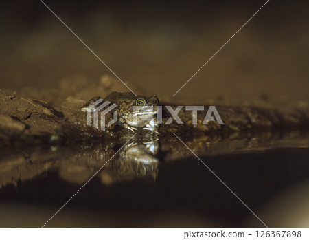 Eastern olive toad along waterhole at night in Greater Kruger National park, South Africa ; Specie Sclerophrys garmani family of Bufonidae Eastern olive toad along waterhole at night in Greater Kruger National park, South Africa ; Specie Sclerophrys garmani family of Bufonidae 126367898