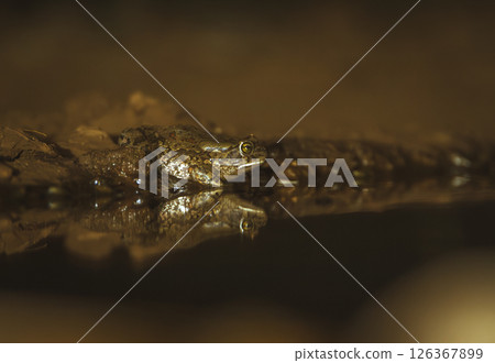 Eastern olive toad along waterhole at night in Greater Kruger National park, South Africa ; Specie Sclerophrys garmani  family of Bufonidae 126367899