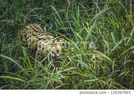 Serval walking in tall grass in Kruger national park, South Africa; specie Leptailurus serval family of felidae 126367901