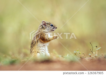 Smith bush squirrel standing up in blur background in Kruger National park, South Africa ; Specie Paraxerus cepapi family of Sciuridae Smith bush squirrel standing up in blur background in Kruger National park, South Africa ; Specie Paraxerus cepapi family of Sciuridae 126367905