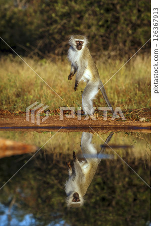 Vervet monkey standing up along waterhole with reflection in Kruger National park, South Africa ; Specie Chlorocebus pygerythrus family of Cercopithecidae 126367913