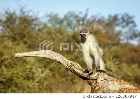 Vervet monkey standing on a log front view in Kruger National park, South Africa ; Specie Chlorocebus pygerythrus family of Cercopithecidae Vervet monkey standing on a log front view in Kruger National park, South Africa ; Specie Chlorocebus pygerythrus family of Cercopithecidae 126367917