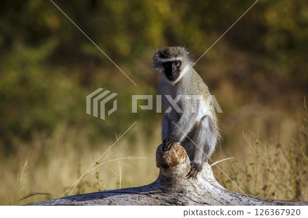 Vervet monkey seated on a log looking at camera in Kruger National park, South Africa ; Specie Chlorocebus pygerythrus family of Cercopithecidae Vervet monkey seated on a log looking at camera in Kruger National park, South Africa ; Specie Chlorocebus pygerythrus family of Cercopithecidae 126367920