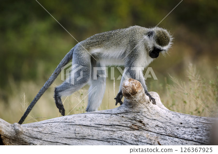 Vervet monkey walking on a stump in Kruger National park, South Africa ; Specie Chlorocebus pygerythrus family of Cercopithecidae Vervet monkey walking on a stump in Kruger National park, South Africa ; Specie Chlorocebus pygerythrus family of Cercopithecidae 126367925