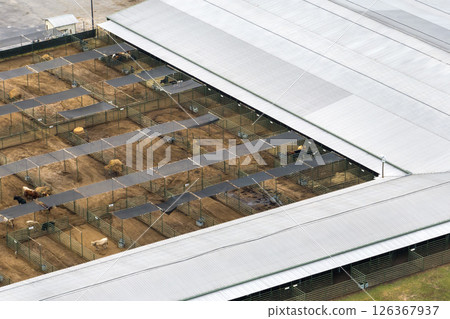 Commercial cattle stockyard with meat cows in rural Florida. Feeding of livestock on farm feedlot in USA 126367937
