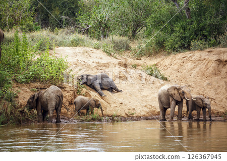 Small group of African bush elephants drinking in riverside in Kruger National park, South Africa ; Specie Loxodonta africana family of Elephantidae 126367945
