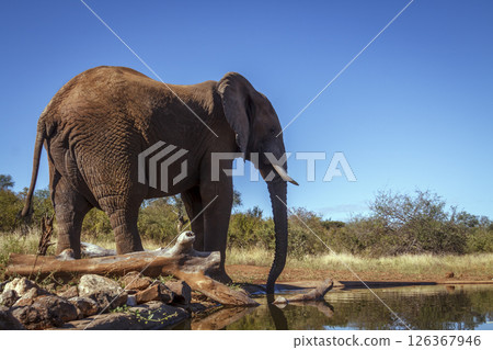 African bush elephant drinking in waterhole isolated in blue sky  in Kruger National park, South Africa ; Specie Loxodonta africana family of Elephantidae 126367946