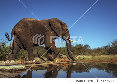 African bush elephant drinking in waterhole isolated in blue sky in Kruger National park, South Africa ; Specie Loxodonta africana family of Elephantidae African bush elephant drinking in waterhole isolated in blue sky in Kruger National park, South Africa ; Specie Loxodonta africana family of Elephantidae 126367948