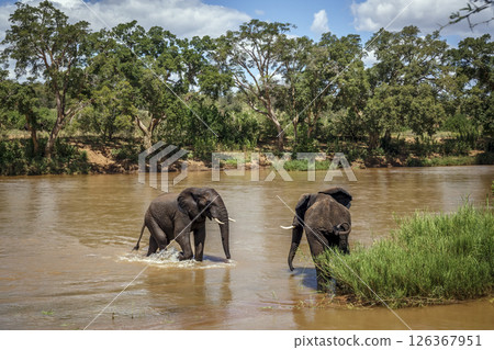 Two African bush elephant meeting in middle of a river in Kruger National park, South Africa ; Specie Loxodonta africana family of Elephantidae 126367951