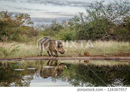 Common warthog along waterhole with reflection in greater Kruger National park, South Africa ; Specie Phacochoerus africanus family of Suidae 126367957