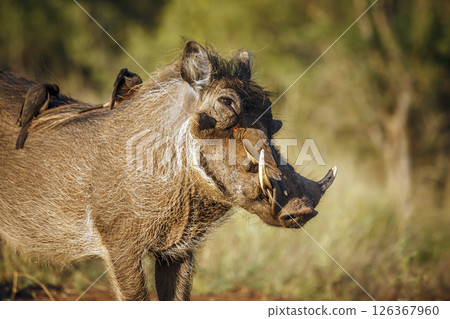 Common warthog  portrait with oxpecker in greater Kruger National park, South Africa ; Specie Phacochoerus africanus family of Suidae 126367960