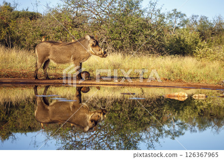Common warthog standing along waterhole with group of oxpecker in greater Kruger National park, South Africa ; Specie Phacochoerus africanus family of Suidae Common warthog standing along waterhole with group of oxpecker in greater Kruger National park, South Africa ; Specie Phacochoerus africanus family of Suidae 126367965
