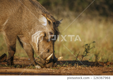 Common warthog  portrait eating in greater Kruger National park, South Africa ; Specie Phacochoerus africanus family of Suidae 126367968