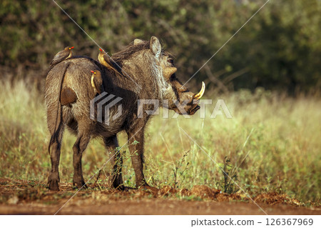 Common warthog rear view with oxpecker cleaning crew in greater Kruger National park, South Africa ; Specie Phacochoerus africanus family of Suidae 126367969