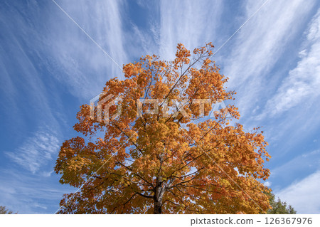 Colorful fall foliage in autumnal park. Yellow forest leaves landscape 126367976