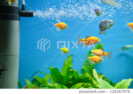 Colorful exotic fish swimming in deep blue water aquarium with green tropical plants 126367978