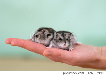 Closeup of two small funny miniature jungar hamsters sitting on a woman's hands. Fluffy and cute Dzhungar rats at home. 126367990