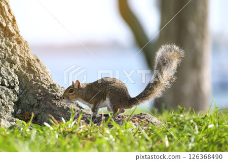 Beautiful wild gray squirrel in summer town park 126368490