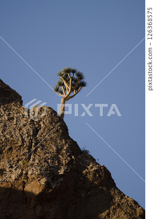 Dragon tree of Gran Canaria on a cliff. 126368575