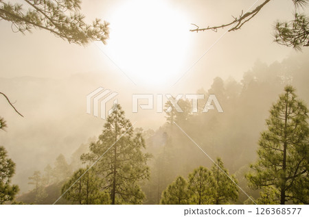 Forest of Canary Island pine at dawn. 126368577