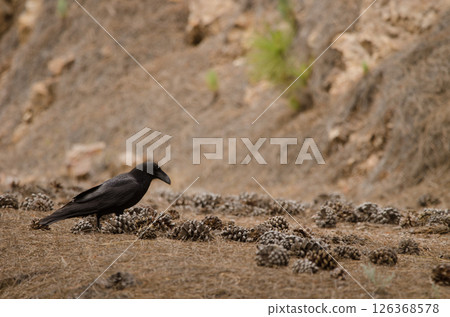 Common raven searching for food. Common raven searching for food. 126368578