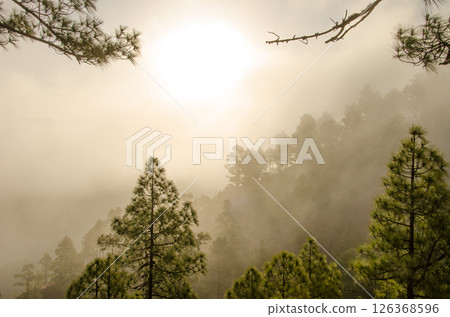 Forest of Canary Island pine at dawn. Forest of Canary Island pine at dawn. 126368596