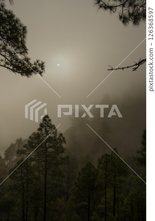 Forest of Canary Island pine at dawn. 126368597