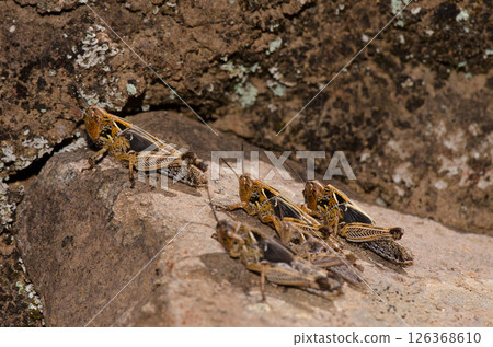 Hoppers of Moroccan locust. Hoppers of Moroccan locust. 126368610